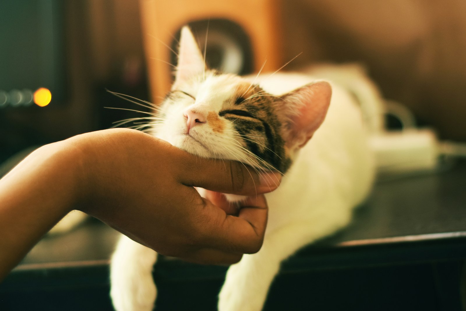 Basic Cat Grooming
