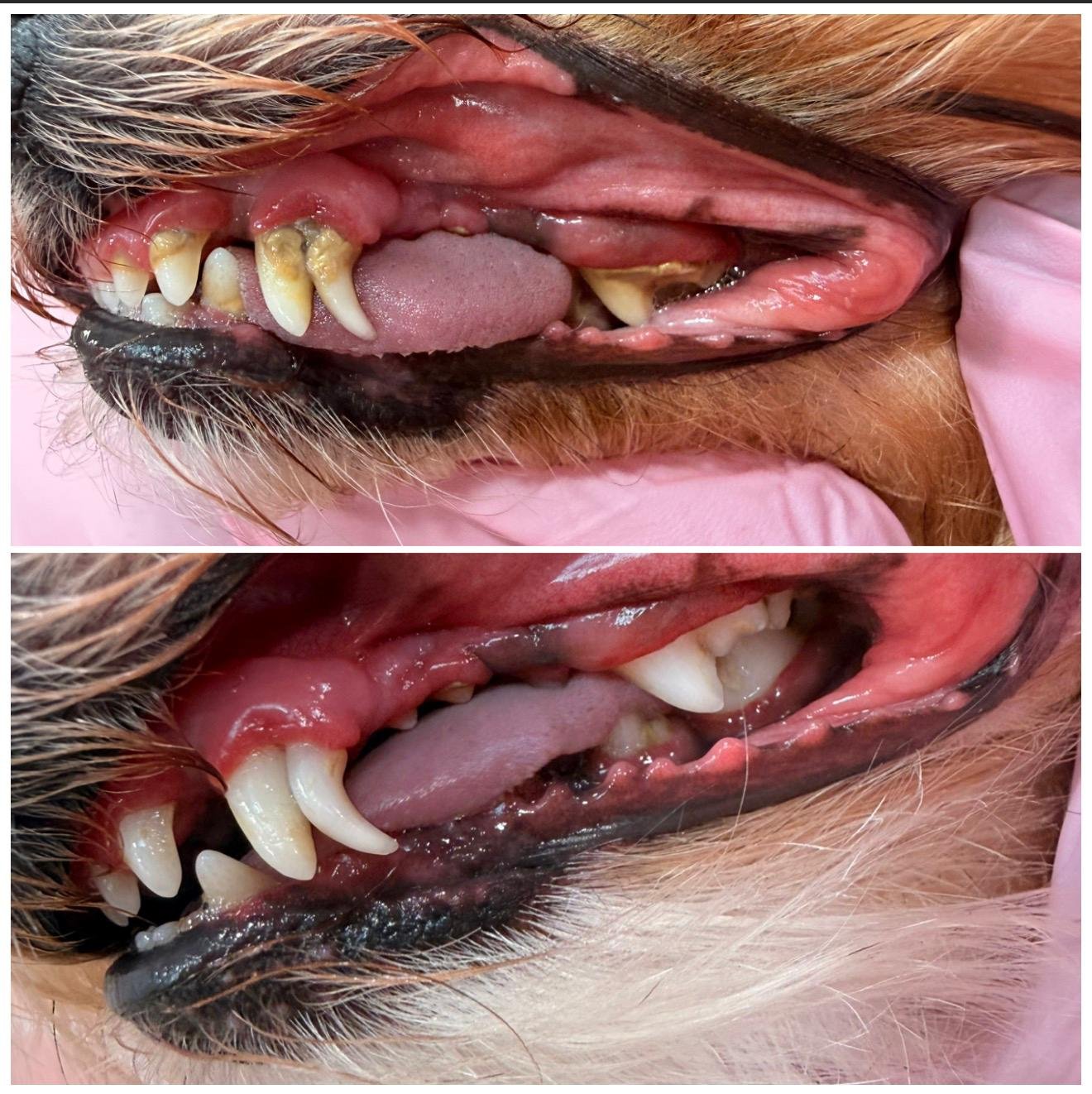 Pet Teeth Cleaning