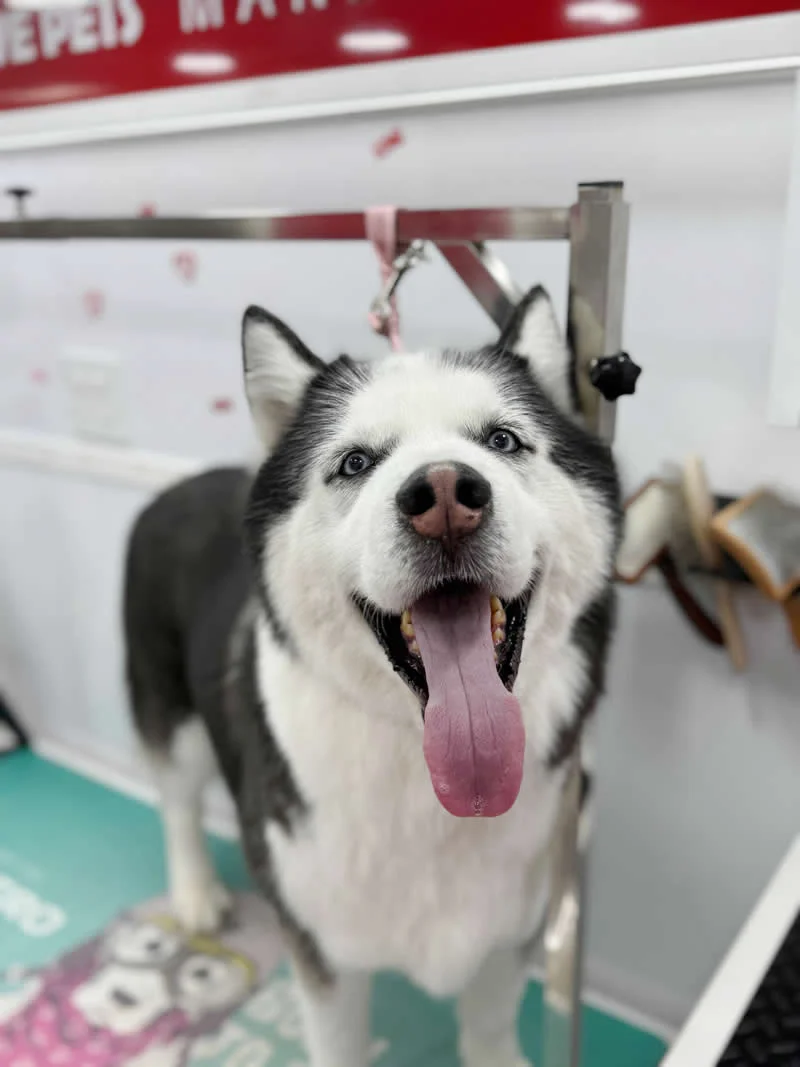 Grooming dog 5