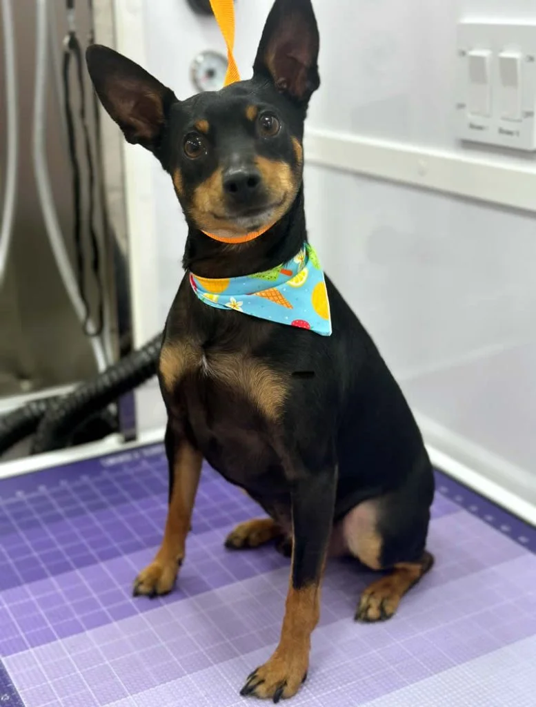 Rocco - Miniature Pinscher