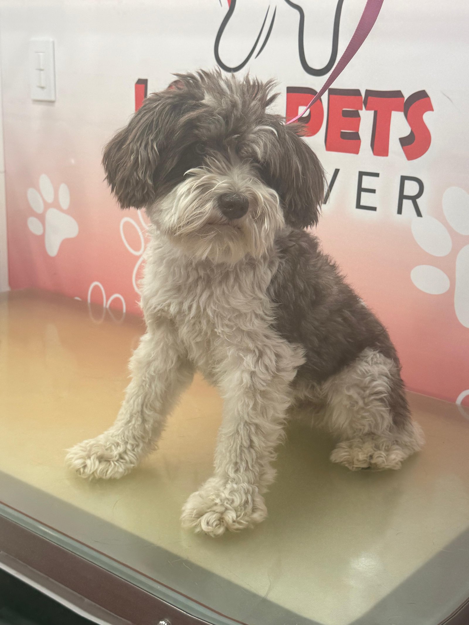 Before Grooming