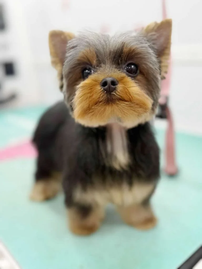Ace - Yorkie