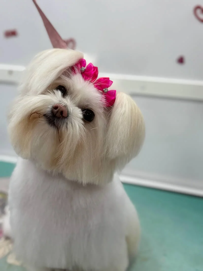 Luna - Maltese