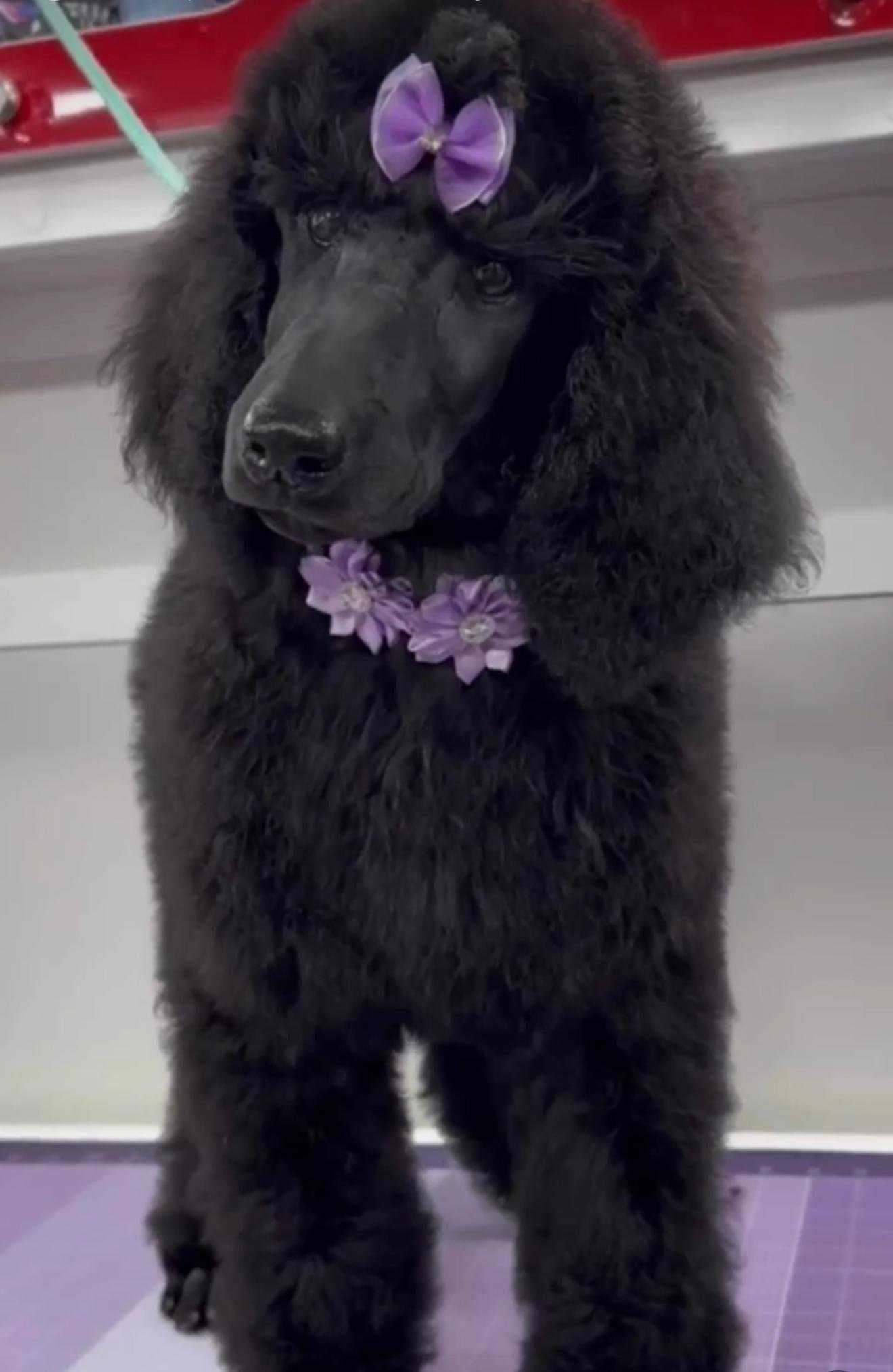 Mobile Dog Grooming