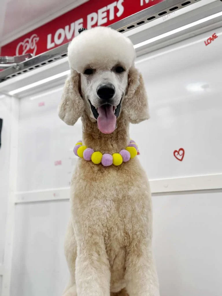 Callie - Standard Poodle