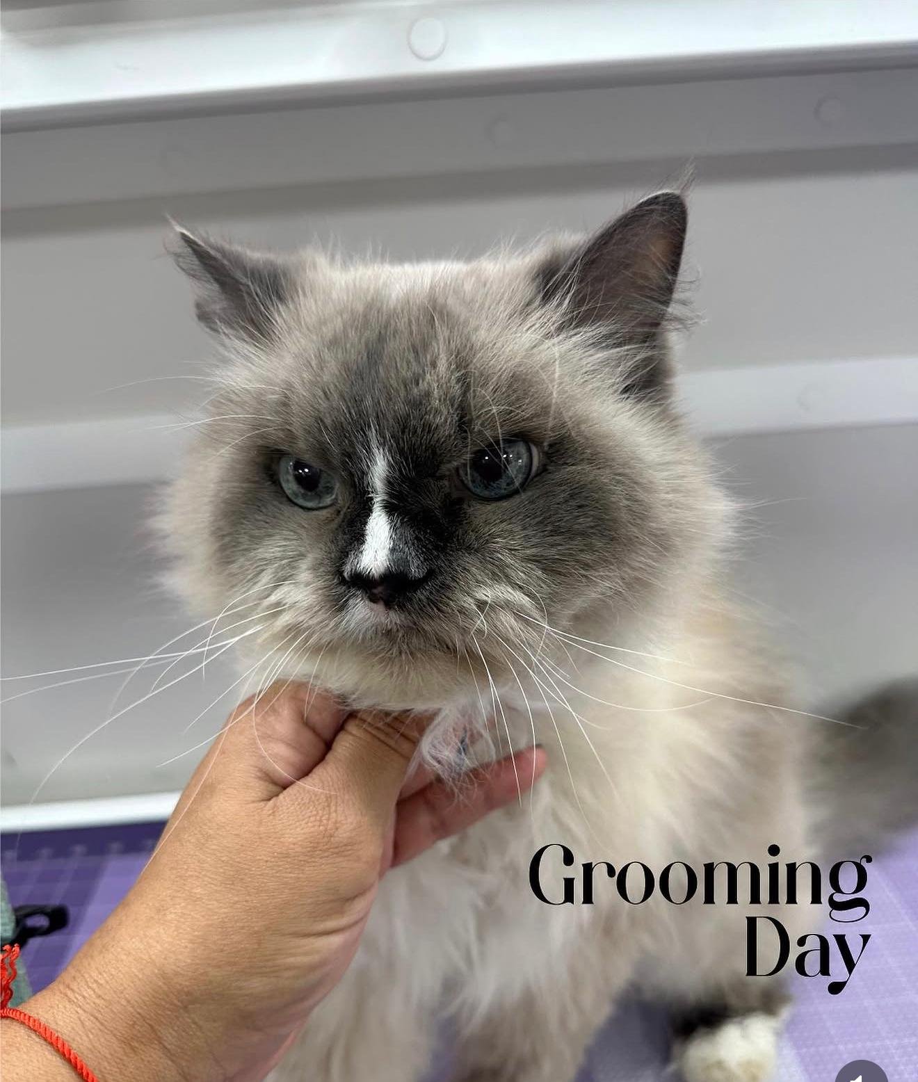 Cat with a fresh lion cut