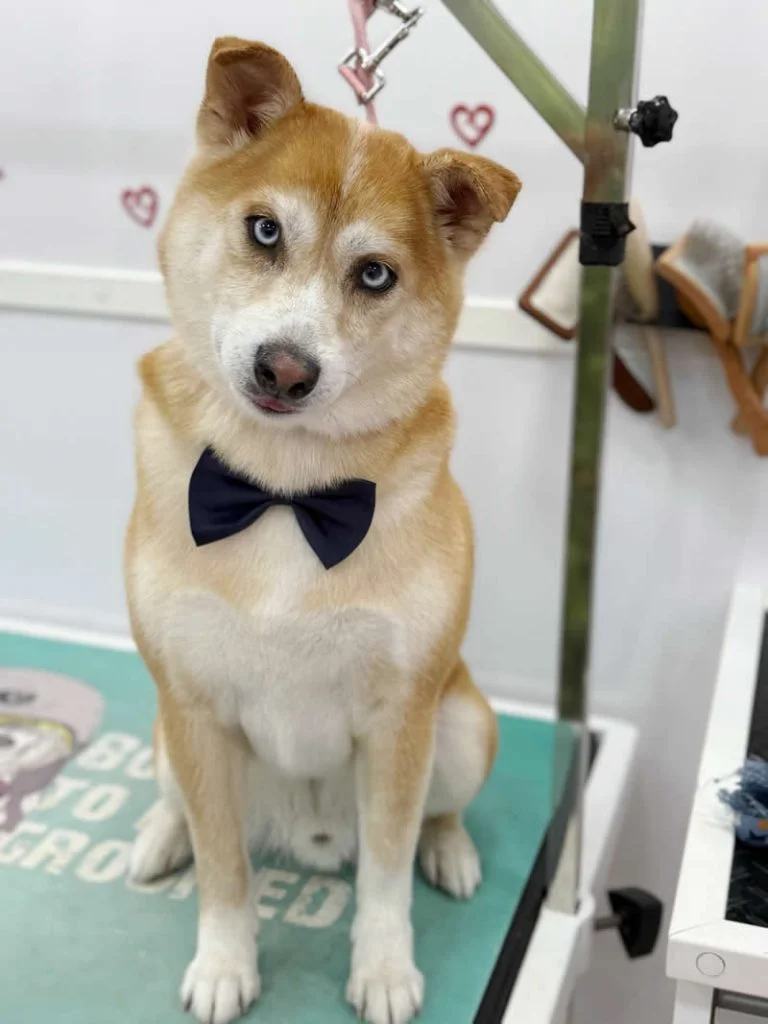 Hank - Shiba Inu Mix