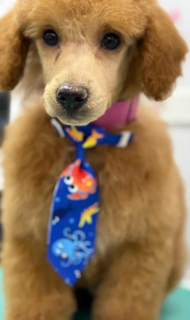 Sunny - Standard Poodle