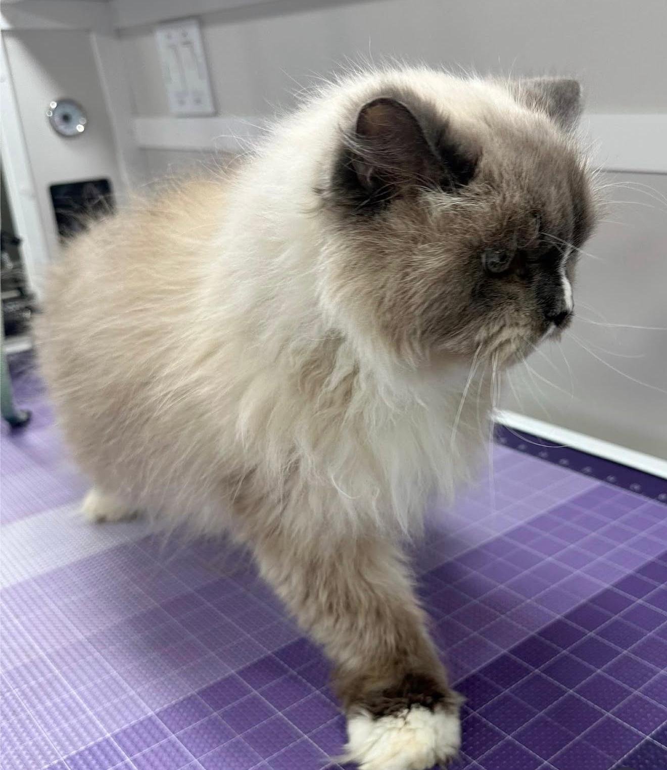 Mobile Cat Grooming