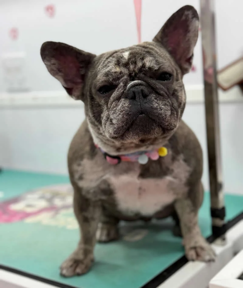 Coconut - French Bulldog