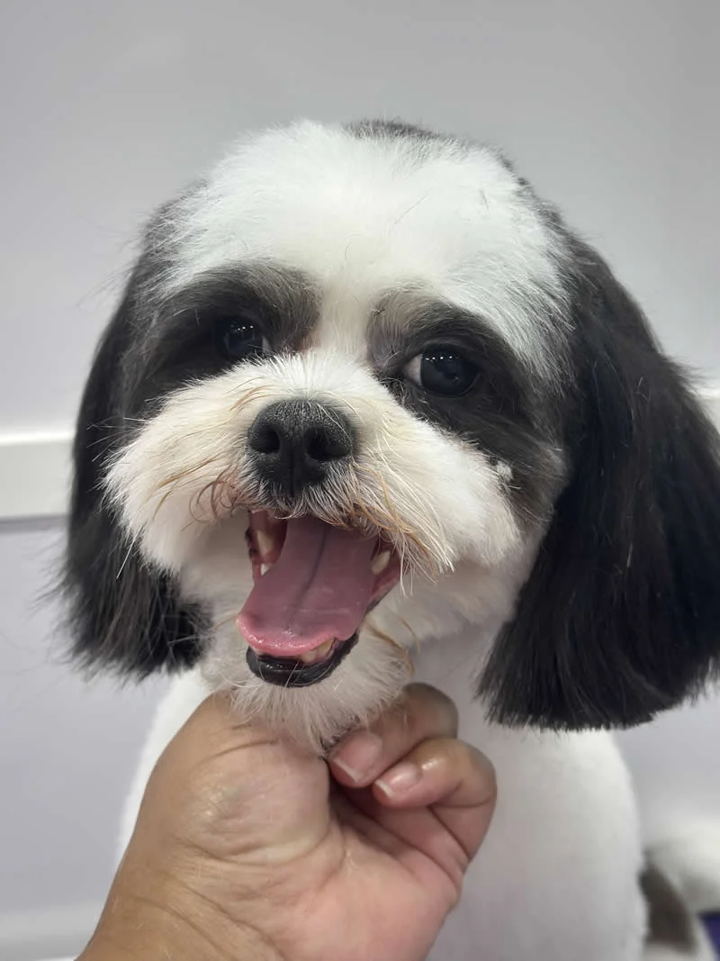 Styled dog after full groom
