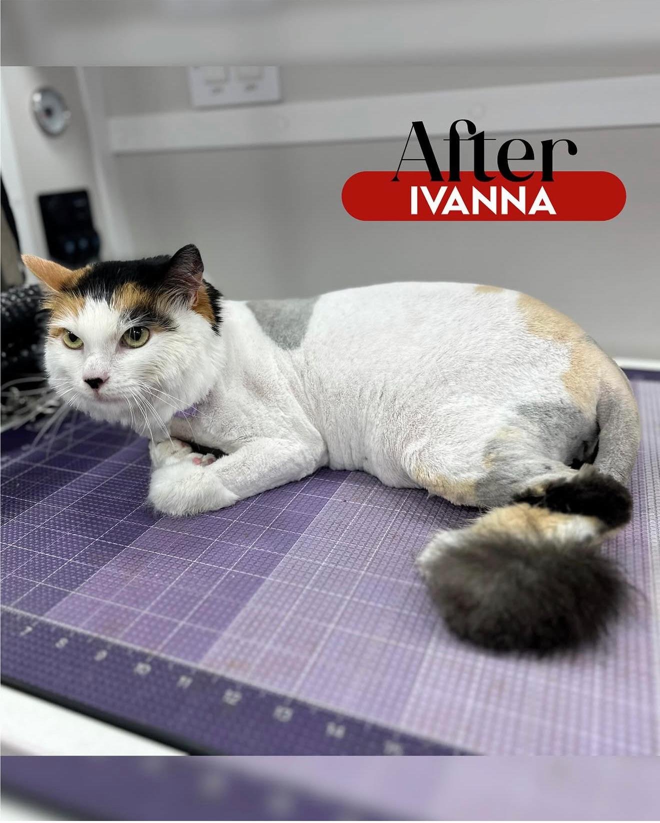 After Grooming