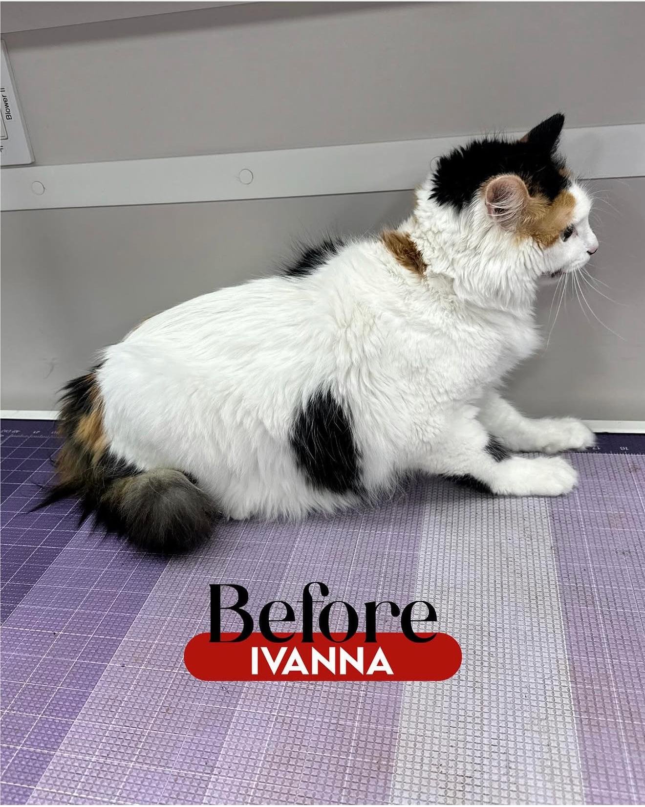 Before Grooming