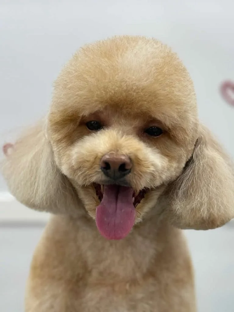 Beautiful Grooming Result