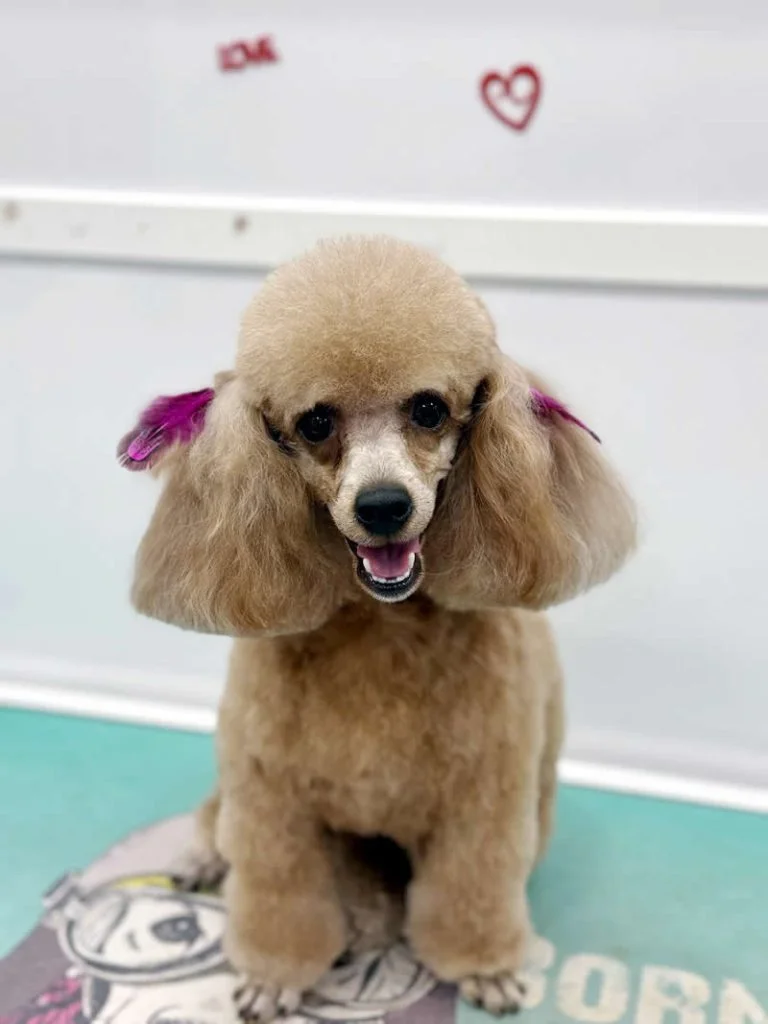 Beautiful Grooming Result