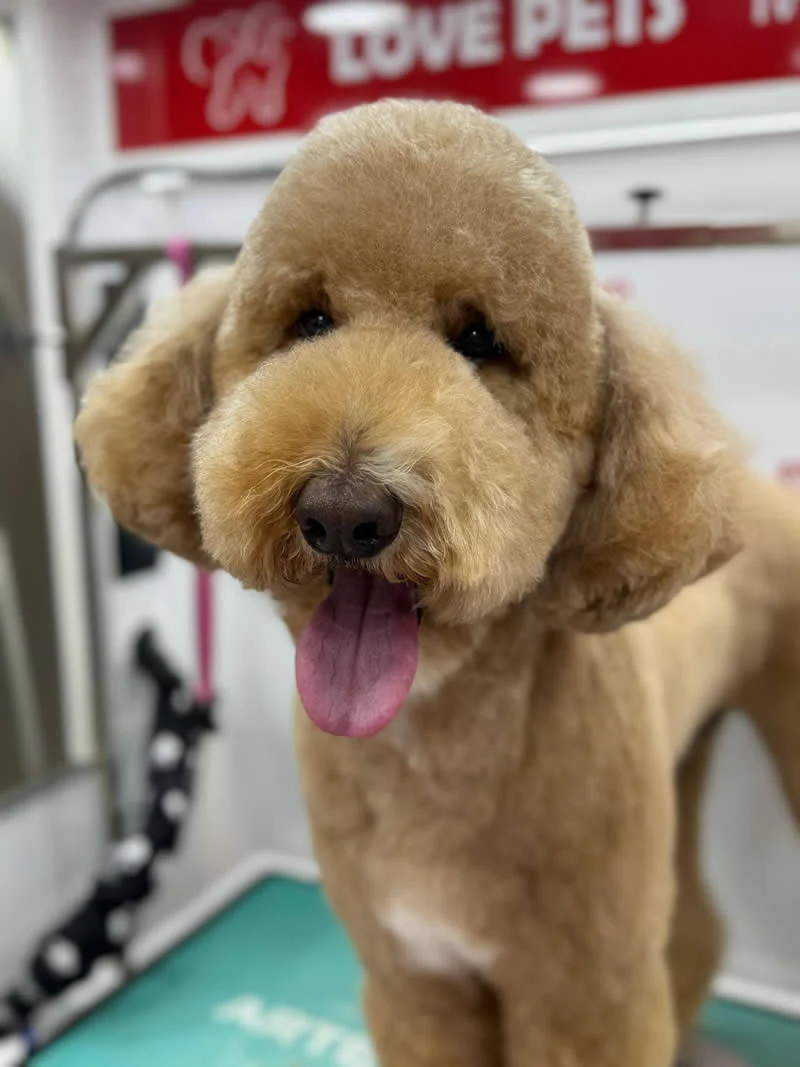 Rocky - Goldendoodle