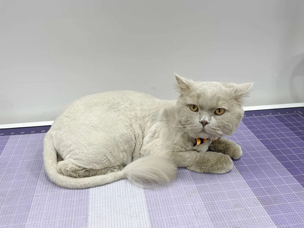 Cat #6 - British Shorthair