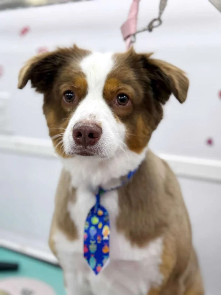 Rusty - Australian Shepherd