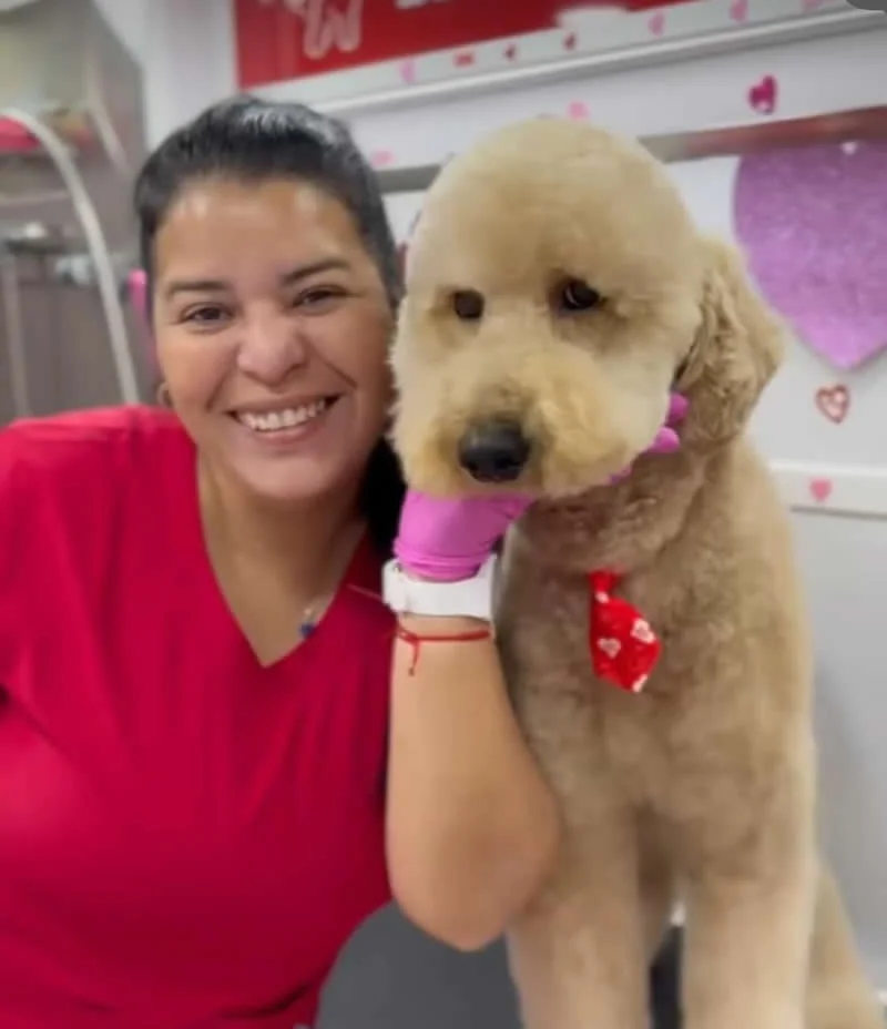 Grooming dog 4