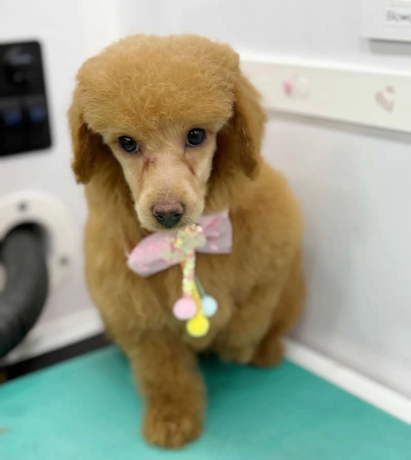 Velvet - Standard Poodle