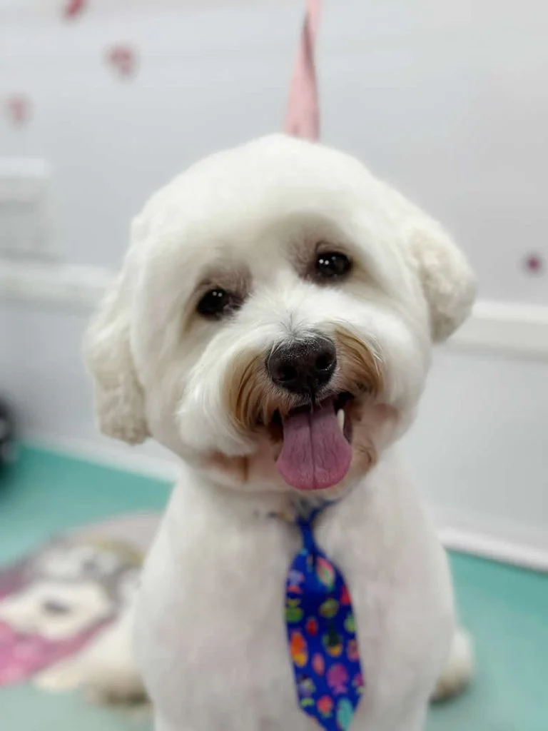 Bruno - Maltese Mix