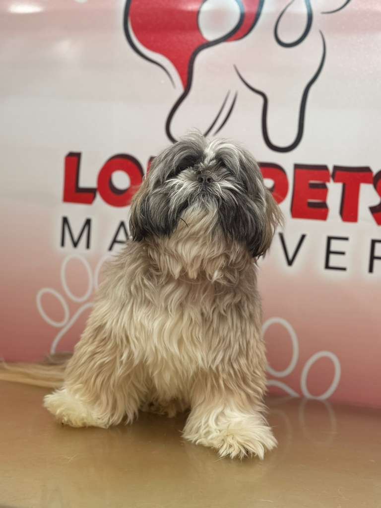 Before Grooming