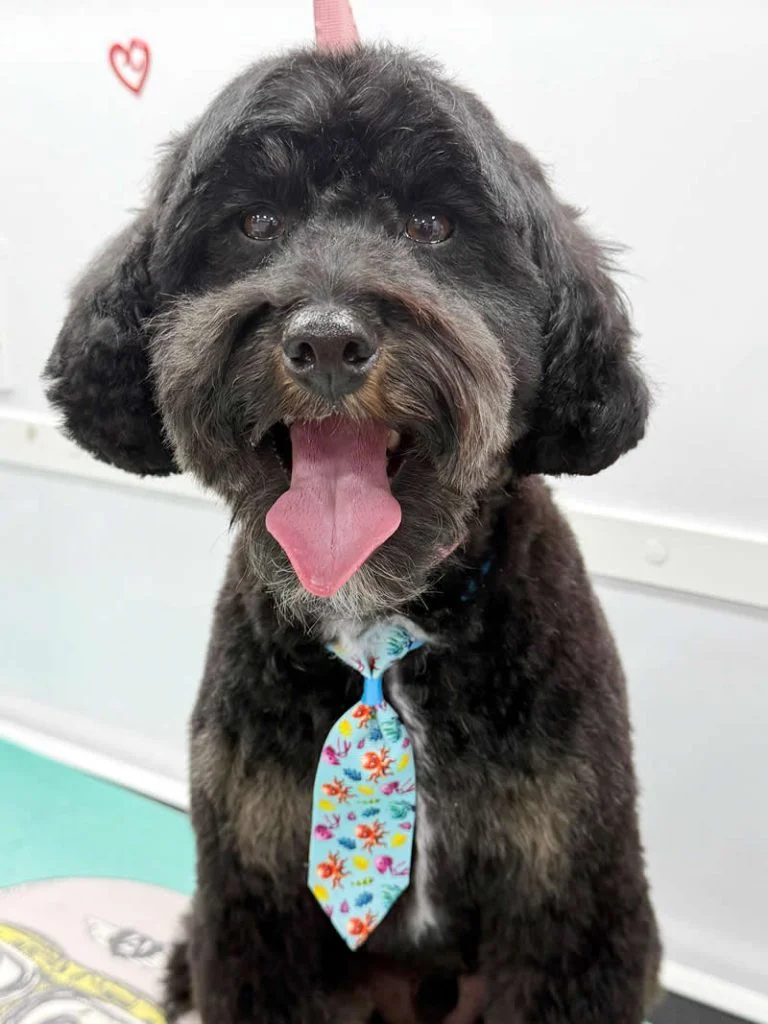 Sammy - Cockapoo