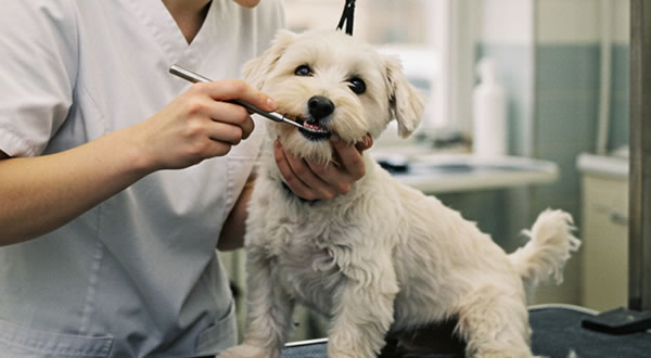 Dental